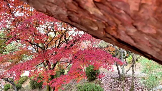  Close-up of pine tree bark with blurred red autumn maple leaves in the background.