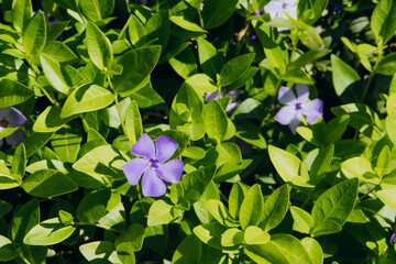 Periwinkle flowers with green leaves in sunlight © reddish
