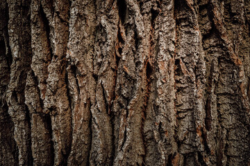 Fototapeta premium Close up of textured tree bark in a forest
