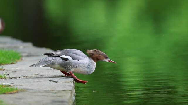 Common Merganser (Goosander) Swimming and relaxing on a Peaceful Park Lake