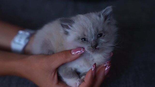 Tiny Fluffy Kitten Resting In Caring Human Hands showing gentle pet care and a trusting bond between a domestic animal and its owner