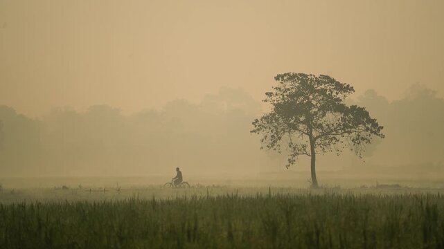 View of a lone tree standing in a misty rural field with a person riding a bicycle past it during a foggy morning in Bogura, Rajshahi Division, Bangladesh.