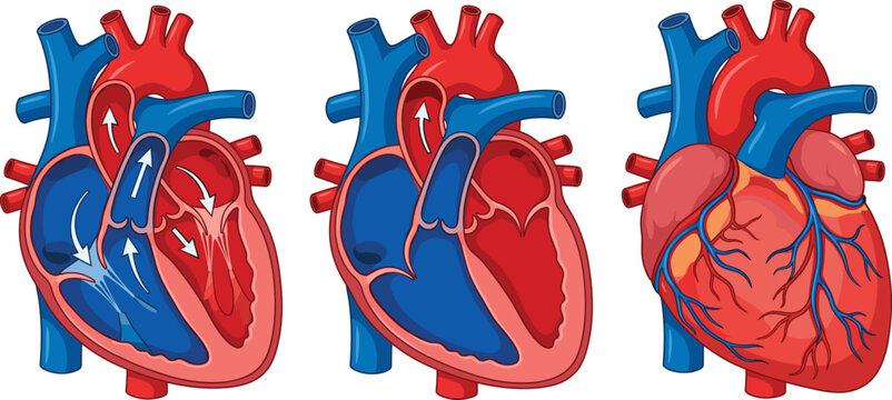 Human heart anatomy and blood flow diagram vector illustration, medical cardiac cross section infographic isolated on white background