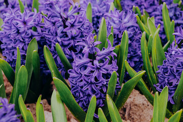 Obraz premium Purple hyacinth flowers blooming in garden soil