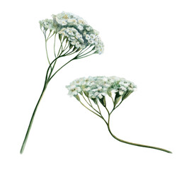 Yarrow flower set watercolor illustration. White Achillea millefolium blossoms for pharmaceutical digestive medicine packaging, apothecary herbal tea label and organic skincare branding design © AnKa
