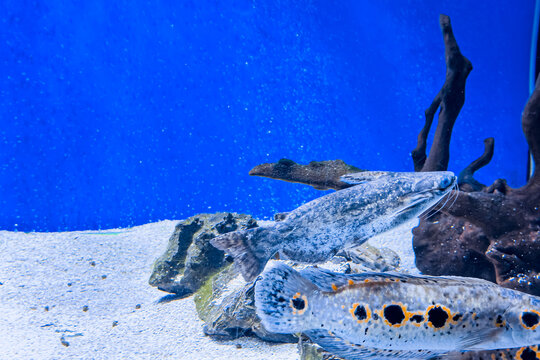 Peacock Bass and Pleco fish swimming in freshwater aquarium