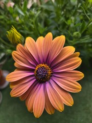 La belleza de las flores con colores sorprendentes © Jennifer BR