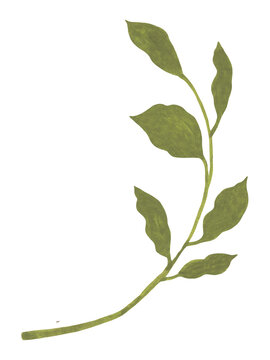 Vintage green leaves and branch illustration, gouache texture, PNG