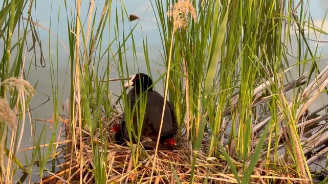 Eurasian coot with chicks in nest among reeds