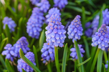 Fototapeta premium Cluster of blue grape hyacinth flowers in green foliage