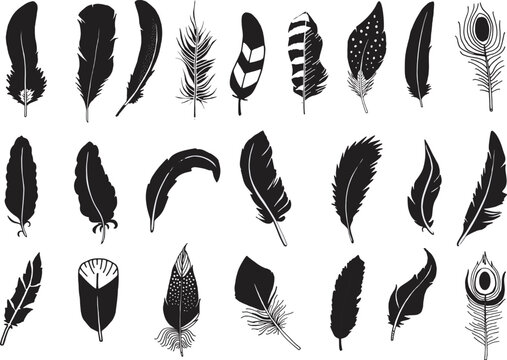 Set of feather vector illustration with bird wing plume and nature inspired decorative seamless pattern design