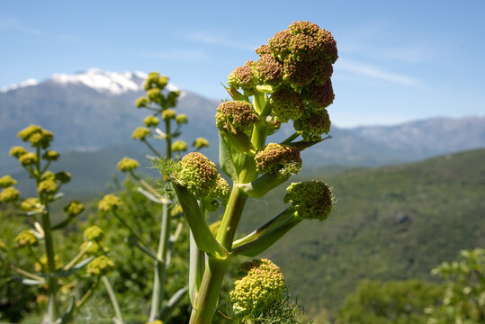 f&eacute;rule corse