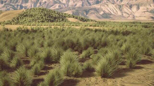 rows of young trees on plain, expansive sapling plantation across arid savanna, low shrubs and distant mountains under warm sunlight, neat planting rows