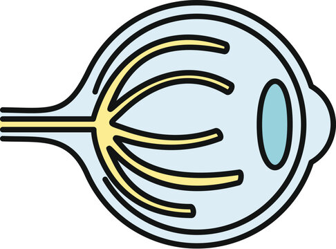 Human eye anatomy cross section illustrating the optic nerve and internal structures