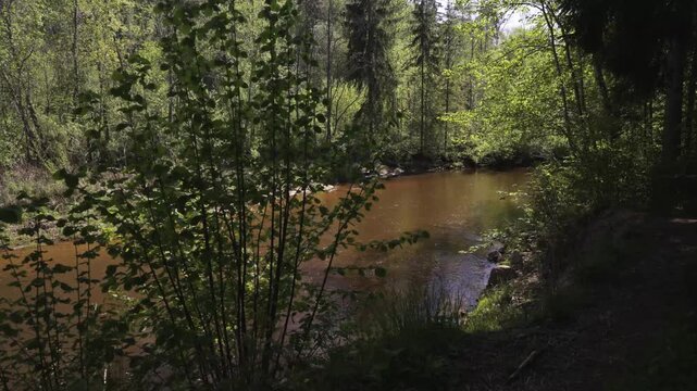 Walk in a real wild forest in spring. The clear water of the spring flows by the rock. Fir trees and moss grow on the red sandy rock. National prk of Latvia. 