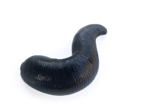 horseleech (Haemopsis gulo) in varying degrees of compression of the body during movement (compressed-unclenched), black strong grooved finish. Isolated on white background. Macro