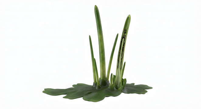 Scientifically Accurate 3D Render of a Hornwort Sporophyte Anatomy and Cross-Section Isolated on White