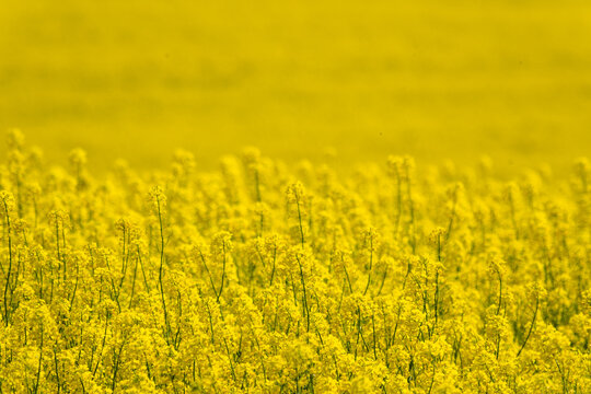 Rapsbl&uuml;te im Weserbergland. Das intensive Gelb der Bl&uuml;ten im Sonnenschein dominiert die Landschaft