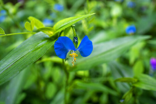 Commelina communis, commonly known as the Asiatic dayflower, is an herbaceous annual plant in the dayflower family. Far East Russia