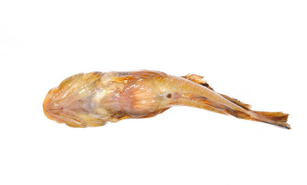 Young round goby (Gobius sp.) bottom-dwelling fish. The Sea of Azov, viewed from below. The round abdominal fin, which serves as a suction cup for rocks on the bottom, is clearly visible.
