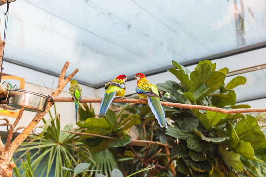 Eastern rosella parrots perched on a branch inside tropical house at Haus des Meeres in Vienna.