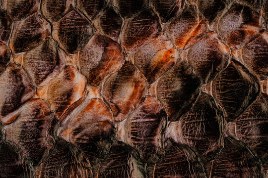 Python skin leather texture with natural snakeskin scale pattern and glossy exotic surface