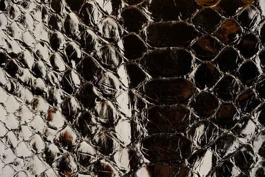 Glossy snakeskin leather texture with black reptile scale pattern for fashion design background