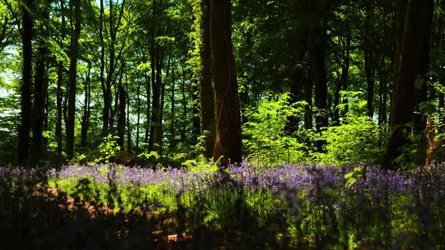 Sunlight filtering through Moore Abbey Woods forest illuminating wild bluebells with a gentle breeze and falling catkins