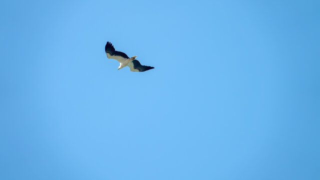 Adult White-bellied sea eagle (Icthyophaga leucogaster) soars over the Andaman Sea coast, catching fish and clashing with crows. Malaysia