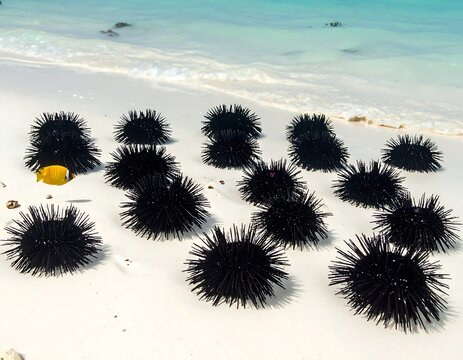 Sea urchins on a beach with white sand and clear blue water