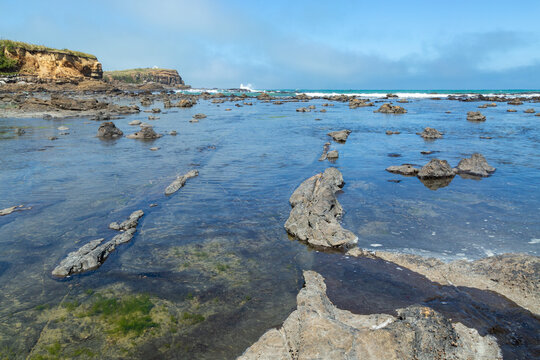 A coastal 180-million-year-old Jurassic petrified forest at low tide