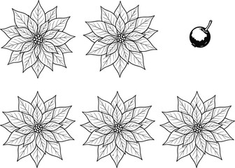 Realistic hand drawn pointsettia flowers and single winter berry illustration set for festive Christmas holiday coloring page design © Abdul