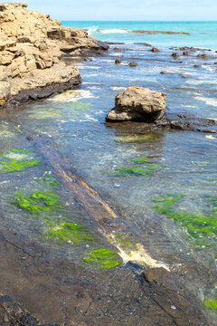A coastal 180-million-year-old Jurassic petrified forest at low tide