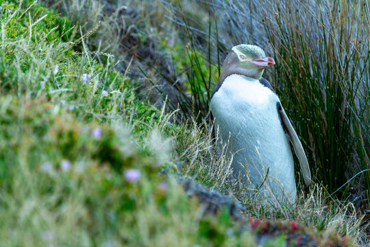 Yellow-eyed penguin standing on steep grassy slope Otago, New Zealand