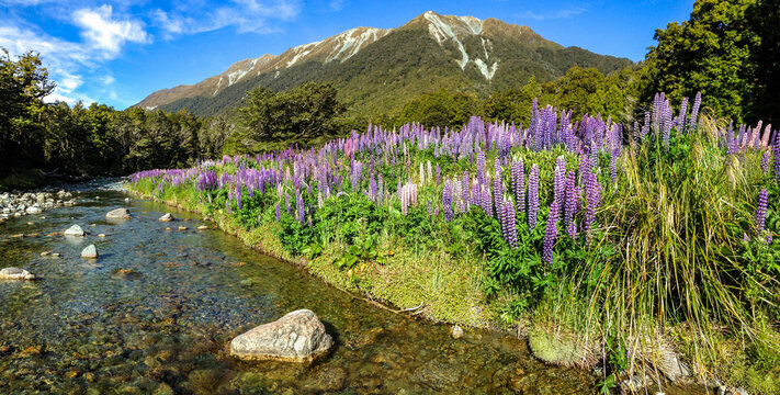 Purple lupin flowers line the banks of Cascade Creek with mountains in background