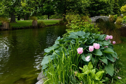 parkland with pink tulips in foreground and an arched bridge over water and trees