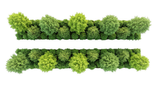 Top-down view of two parallel rows of green deciduous trees and shrubs isolated on a solid black background, for architectural rendering