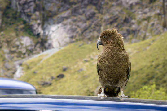 The Kea is a large mountain parrot in New Zealand that can be quite destructive to cars