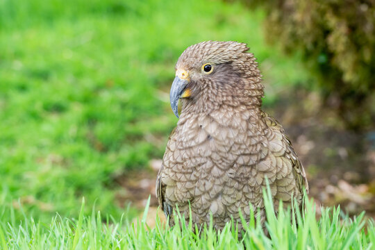 Close up of a Kea parrot in grass