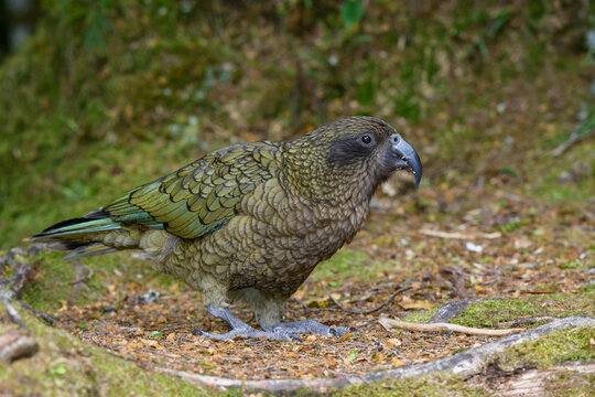 The olive green feathers of the Kea parrot camouflage well in the forest