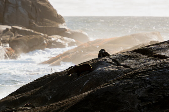 Seals backlit on rocks with ocean and sea spray