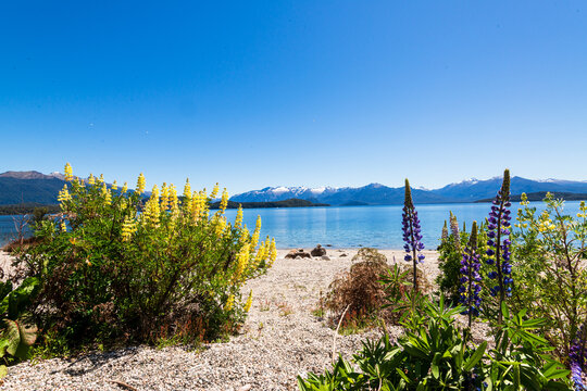 Flowers growing beside a tranquil blue lake with alpine range in the background a clear blue sky