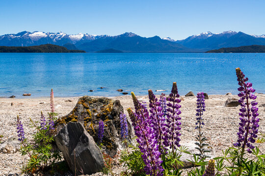 Purple lupins in front of a blue lake with snow capped mountain range in the background