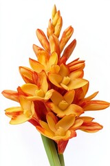Obraz premium Vibrant Orange Gladiolus Flowers in Bloom, Stunning Spring Colors, Isolated on White Background
