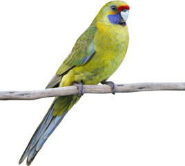 Fototapeta premium Parrot isolated on tranparent background