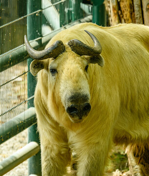 golden takin (Budorcas taxicolor bedfordi) in zoo