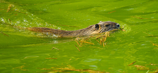 Fototapeta premium nutria or coypu (Myocastor coypus) swimming in water
