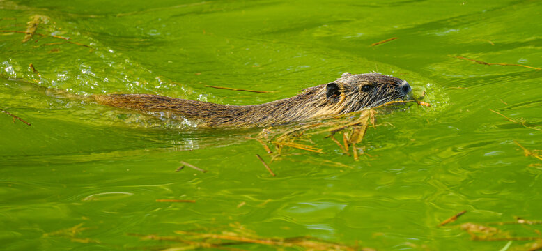 nutria or coypu (Myocastor coypus) swimming in water