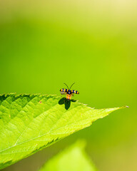 葉先で飛び立つイタドリハムシ / Dock Beetle Taking Off from Leaf Tip © chibana