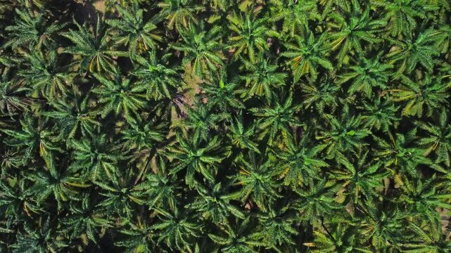 Drone rising over palm oil plantation rows in Kuala Lipis, Malaysia